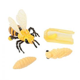 Insect Lore Honey Bee  Life Cycle Stages