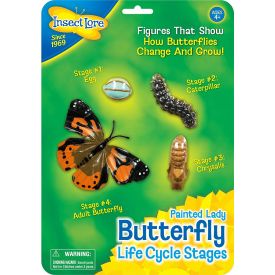 Insect Lore Life Cycle Stages Butterfly