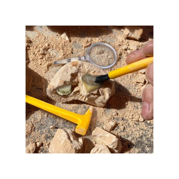 fossil excavation