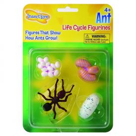 Insect Lore Ant Life  Cycle
