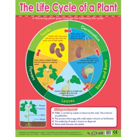 Plant Lifecycle Learning School Poster