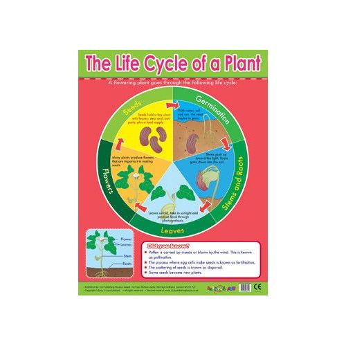 Plant Lifecycle Learning School Poster