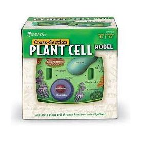 Cross Section Plant cell model
