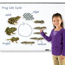Giant Magnetic Frog Life Cycle Demonstration Set