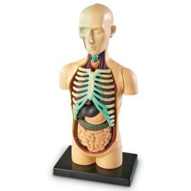 Human Body Anatomy Display Model