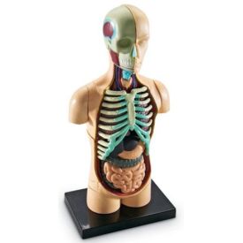 Human Body Anatomy Display Model