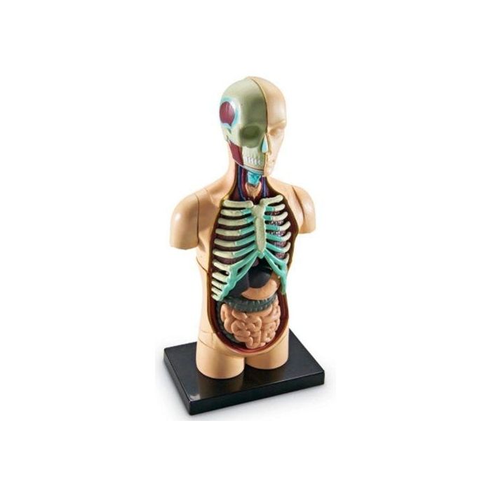 Human Body Anatomy Display Model