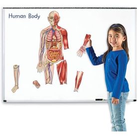 Double Sided Magnetic Human body