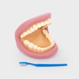 Giant Teeth Dental Demonstration Model
