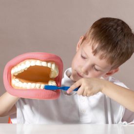 Giant Teeth Dental Demonstration Model