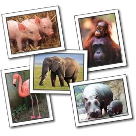 Favourite Animals  Learning cards