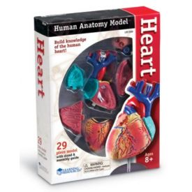 Human Anatomy Heart Model