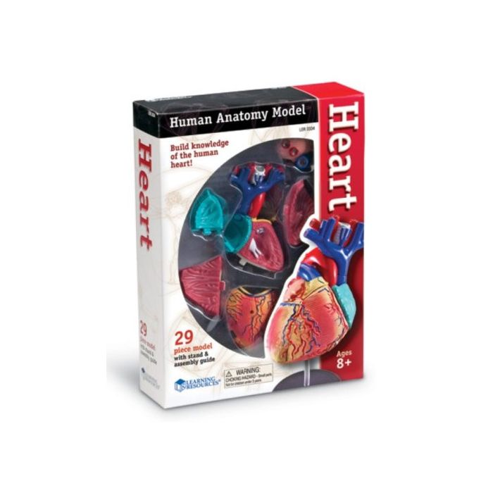 Human Anatomy Heart Model